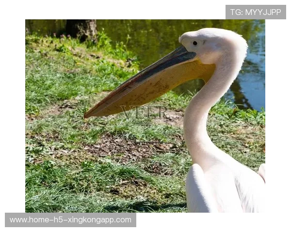 鹈鹕希望年轻人能带来奇迹,鹈鹕原来叫啥